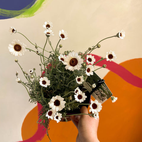 Moroccan Daisy - Rhodanthemum hosmariense ‘Casablanca’ - Sprouts of Bristol
