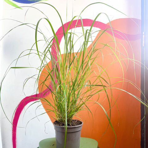 Pampas Grass - Cortaderia Selloana ‘Pumila’ - Cotswold Grown Perennial - Sprouts of Bristol