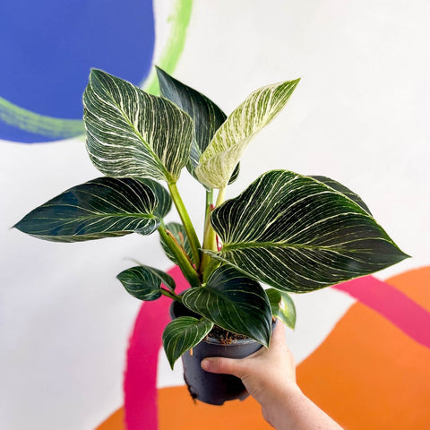 Philodendron birkin - Sprouts of Bristol