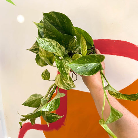Pothos - Epipremnum aureum 'Hicolor' - Sprouts of Bristol