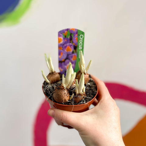 Potted Crocus sieberi ‘Tricolour’ - Sprouts of Bristol