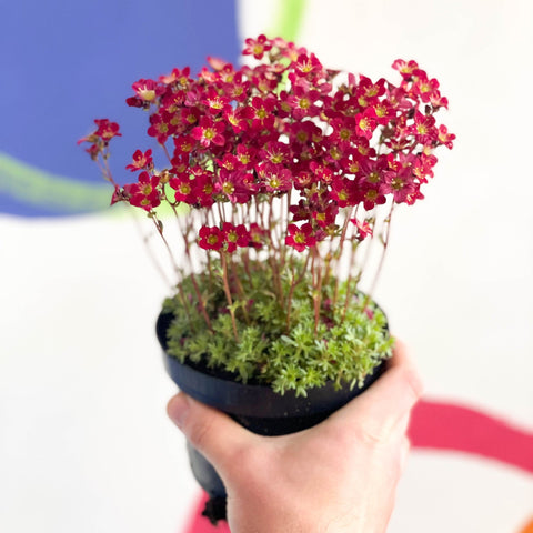 Rockfoils - Saxifraga 'Peter Pan' - Sprouts of Bristol