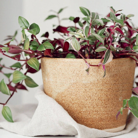 Sandstone UK Handmade Plant Pot - Sprouts of Bristol