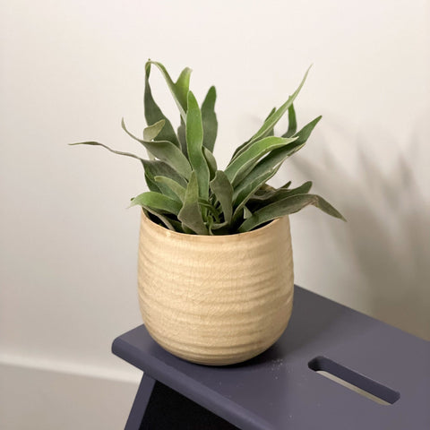 Silver Elkhorn Fern - Platycerium veitchii - Sprouts of Bristol
