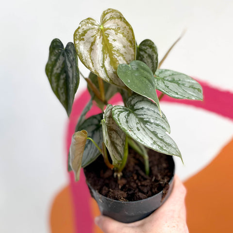 Silver Leaf Philodendron - Philodendron brandtianum - Sprouts of Bristol