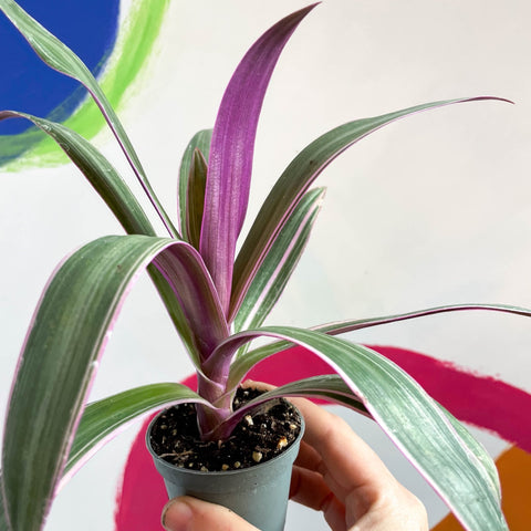 Spider Lily - Tradescantia spathacea 'Discolor' - Sprouts of Bristol