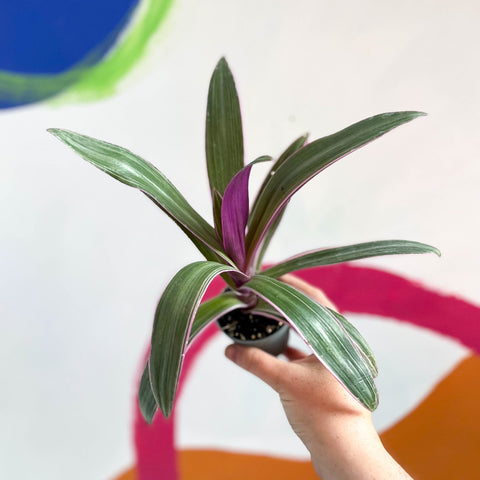 Spider Lily - Tradescantia spathacea 'Discolor' - Sprouts of Bristol