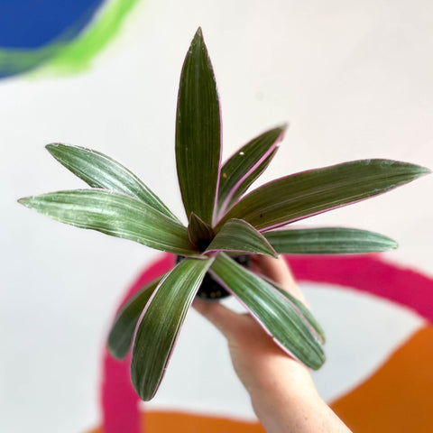 Spider Lily - Tradescantia spathacea 'Discolor' - Sprouts of Bristol