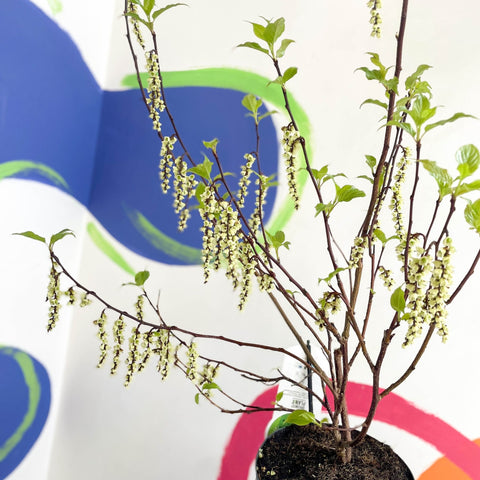 Stachyurus chinensis 'Celina' - Deciduous Shrub - Sprouts of Bristol