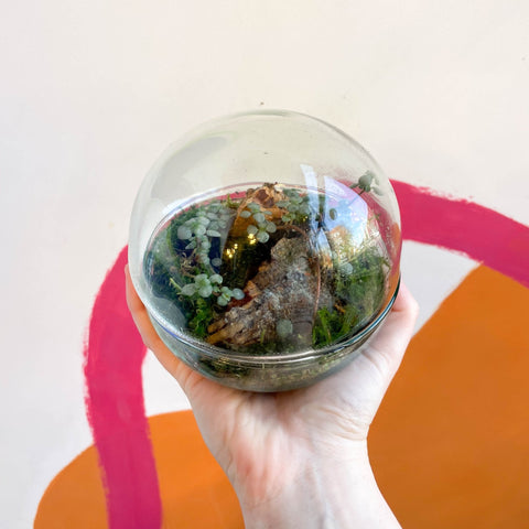 The Jungle Orb - Bioactive Terrarium - Sprouts of Bristol