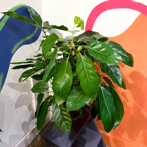 Umbrella Tree - Schefflera actinophylla 'Amate' - Sprouts of Bristol