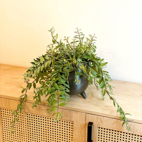 Variegated Lipstick Plant - Aeschynanthus 'Bolero Bicolore' - Sprouts of Bristol