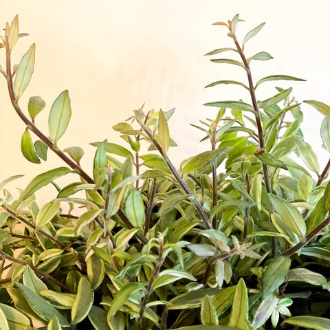 Variegated Lipstick Plant - Aeschynanthus 'Bolero Bicolore' - Sprouts of Bristol