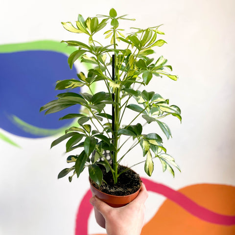 Variegated Umbrella Plant - Schefflera - Sprouts of Bristol