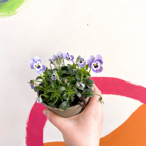 Violet - Viola cornuta - British Grown - Sprouts of Bristol