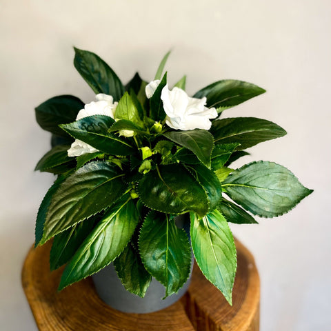 White Busy Lizzie - Impatiens 'New Guinea' - Sprouts of Bristol