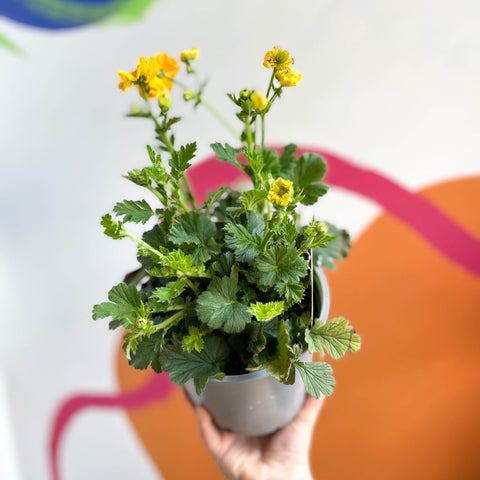 Yellow Avens - Geum 'Lady Stratheden' - Sprouts of Bristol