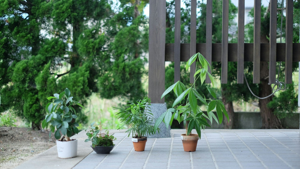 Plant FAQs: Which of my Houseplants will Thrive Outside in Summer? - Sprouts of Bristol