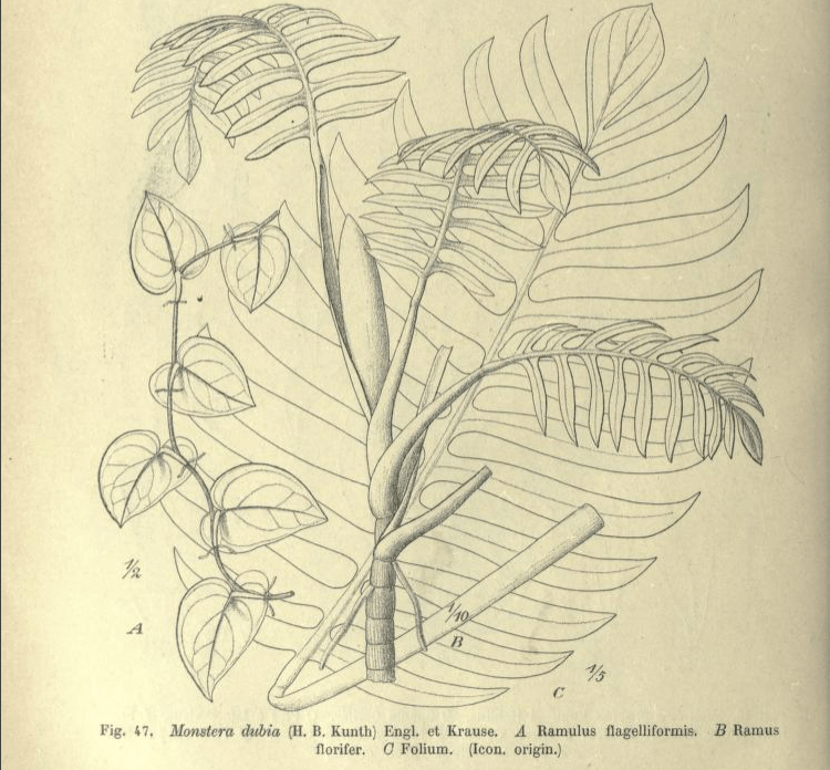 Plant FAQs: Why do Plants get Reclassified? - Sprouts of Bristol