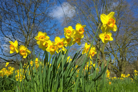 Sprouts' Top Easter Plants For Indoors and Out - Sprouts of Bristol