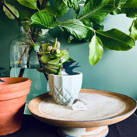 Swallow Plant Pot Companions 