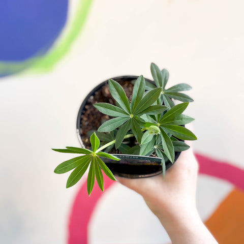 Lupin - Lupinus polyphyllus 'Legendary Blue Shades' - British Grown Herbaceous Perennial