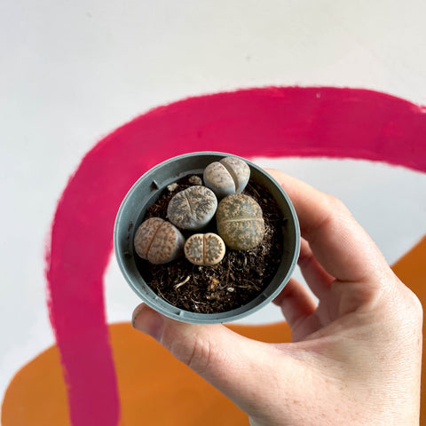 Lithops aucampiae - Piedras vivas