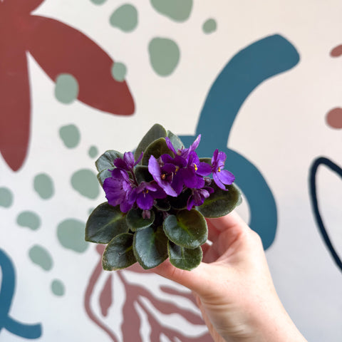 Saintpaulia – Mini violeta africana morada
