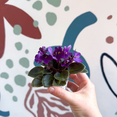 Saintpaulia – Mini violeta africana morada