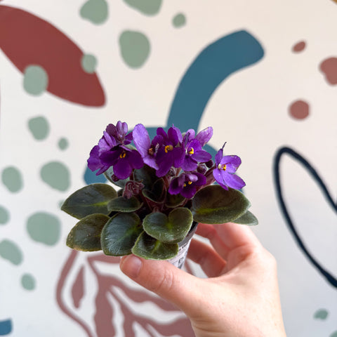 Saintpaulia – Mini violeta africana morada
