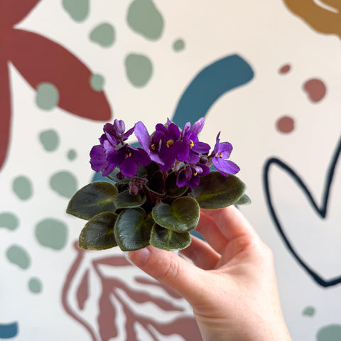 Saintpaulia – Mini violeta africana morada