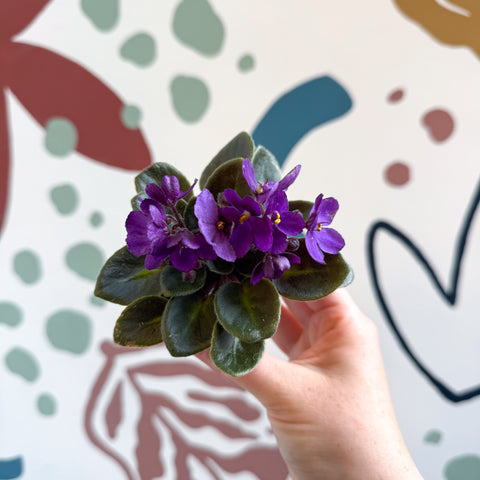Saintpaulia – Mini violeta africana morada
