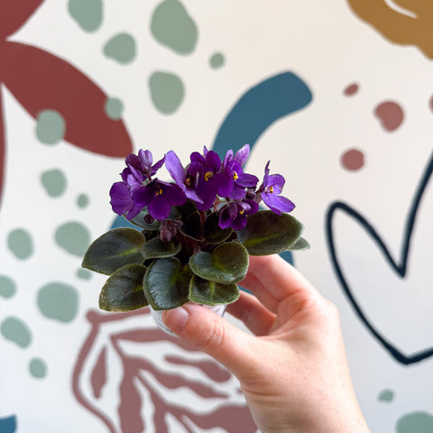 Saintpaulia – Mini violeta africana morada