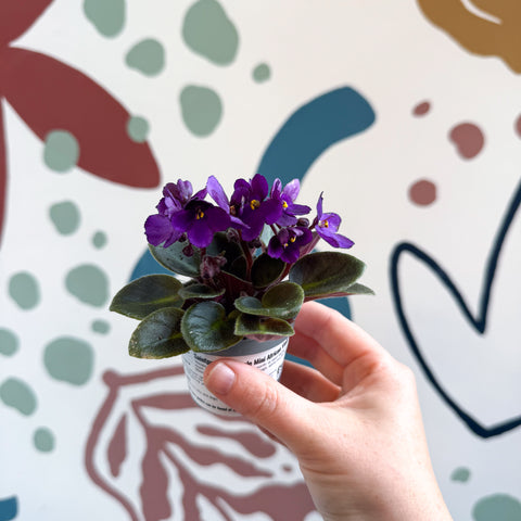 Saintpaulia – Mini violeta africana morada