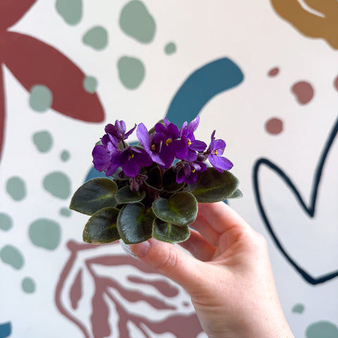 Saintpaulia – Mini violeta africana morada