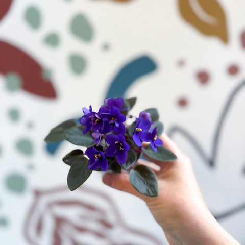 Saintpaulia ‘Little Blue Boy’ – Mini-Usambaraveilchen