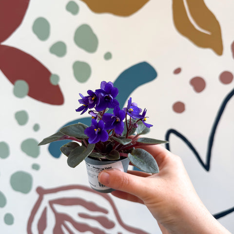 Saintpaulia ‘Little Blue Boy’ – Mini-Usambaraveilchen