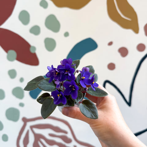 Saintpaulia ‘Little Blue Boy’ – Mini-Usambaraveilchen