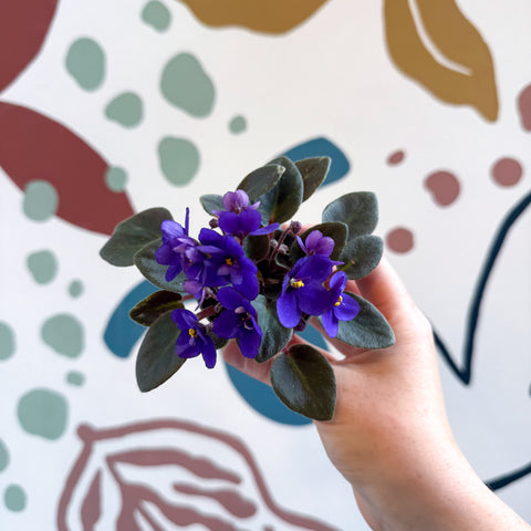 Saintpaulia ‘Little Blue Boy’ – Mini-Usambaraveilchen