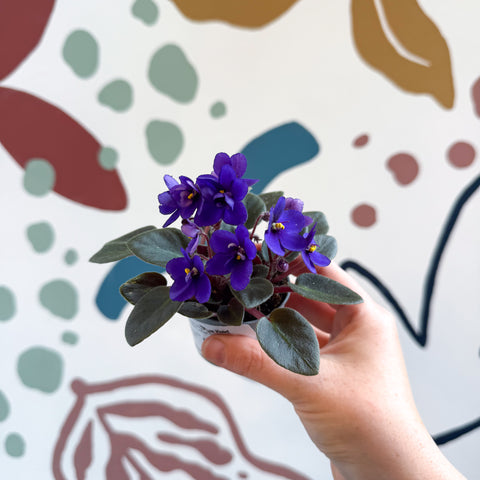 Saintpaulia ‘Little Blue Boy’ – Mini-Usambaraveilchen