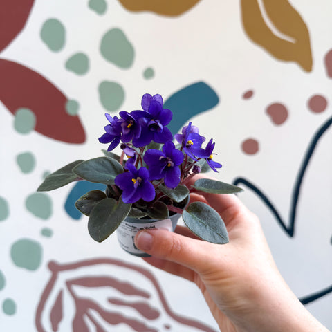 Saintpaulia ‘Little Blue Boy’ – Mini-Usambaraveilchen