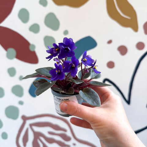 Saintpaulia ‘Little Blue Boy’ – Mini-Usambaraveilchen