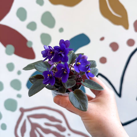Saintpaulia ‘Little Blue Boy’ – Mini-Usambaraveilchen
