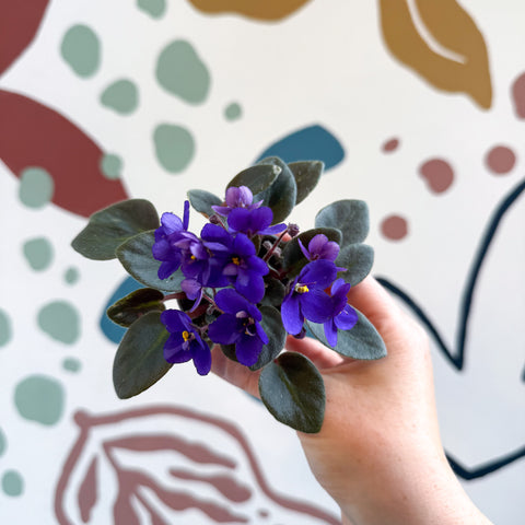 Saintpaulia ‘Little Blue Boy’ – Mini-Usambaraveilchen