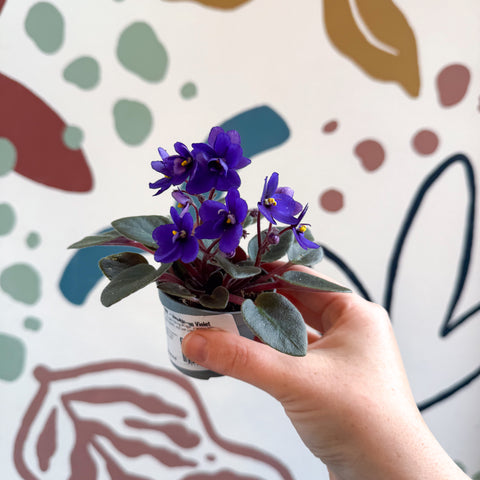 Saintpaulia ‘Little Blue Boy’ – Mini-Usambaraveilchen