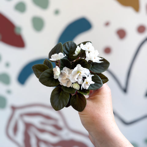 Saintpaulia – Violeta africana miniatura blanca