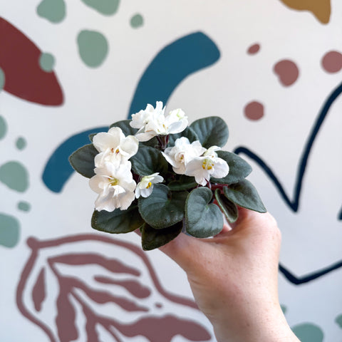 Saintpaulia – Violeta africana miniatura blanca