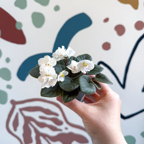 Saintpaulia – Violeta africana miniatura blanca