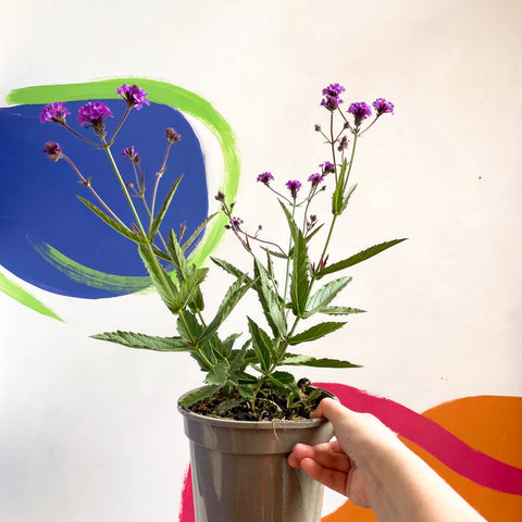 Verbena delgada - Verbena rigida - Planta perenne cultivada en Cotswold