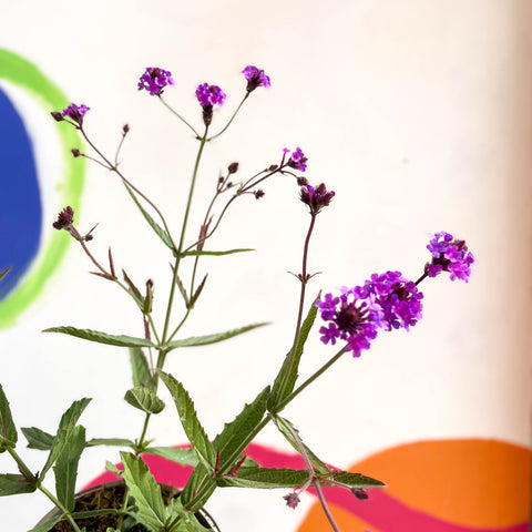 Verbena delgada - Verbena rigida - Planta perenne cultivada en Cotswold
